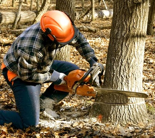 Tree Removal in Caney, KS